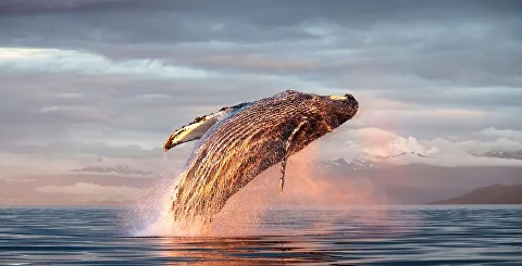 humpback-whale-ocean.jpg