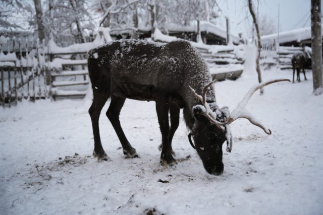 Этническая деревня Олений двор