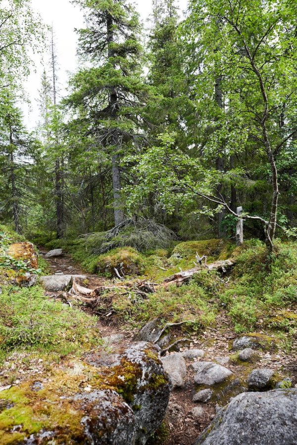 у скалы Куйвы на Сейдозере