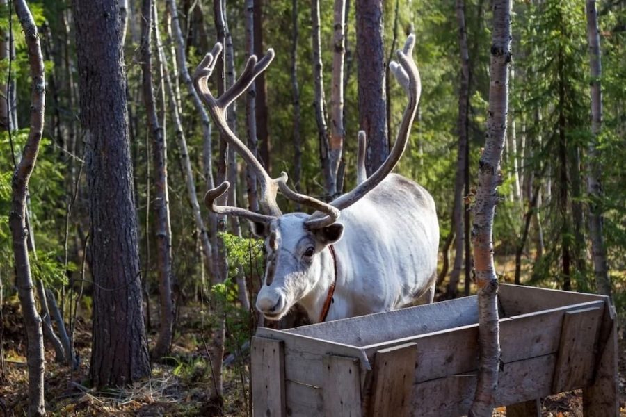 Саамская деревня