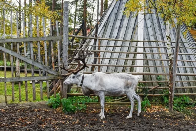 Териберка, олени