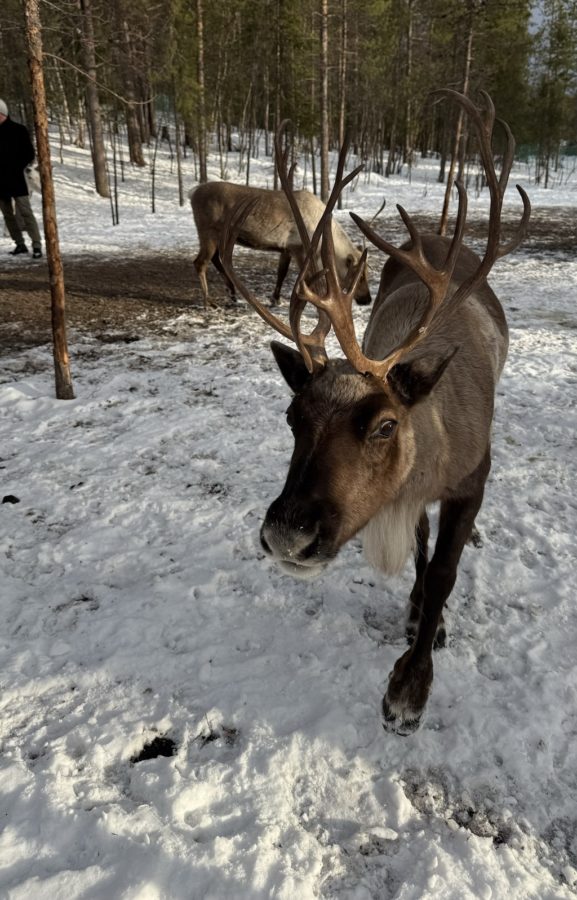 Хаски и северные олени