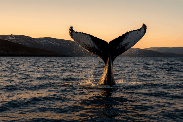 :tours:whale-dance-teriberka :tours:whale-dance-teriberka