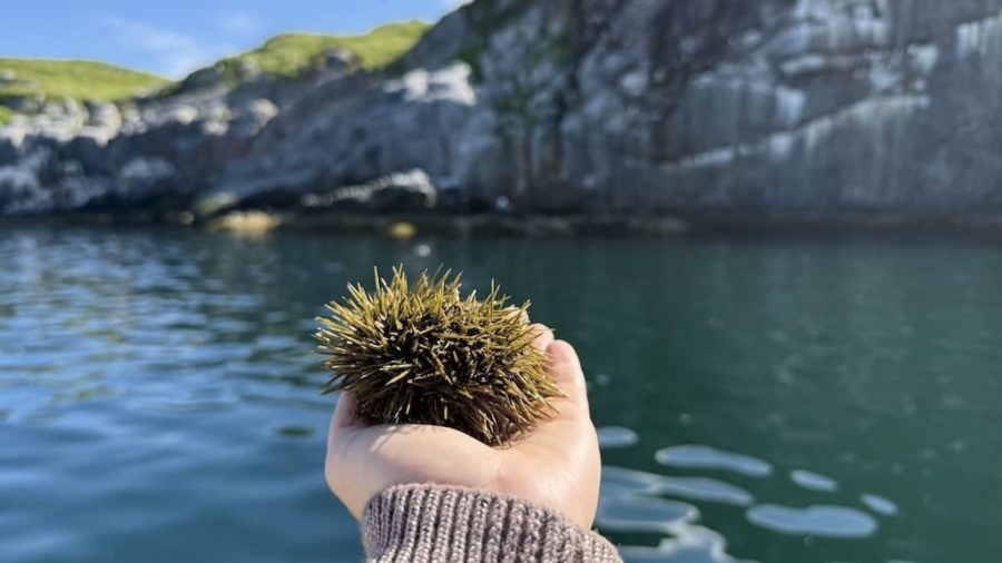 Морской ёж, Баренцево море