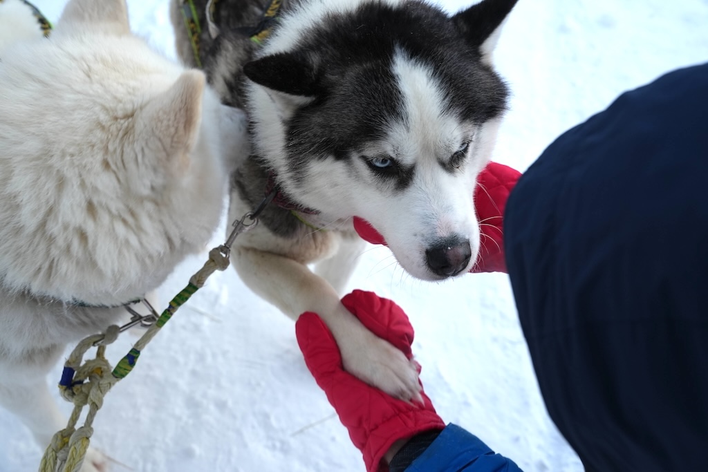 Meeting huskies in a snowy forest