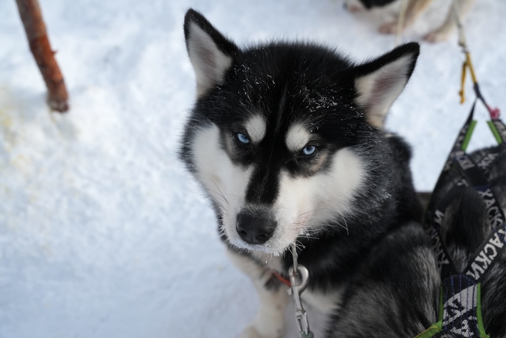 Black-and-white husky on snow