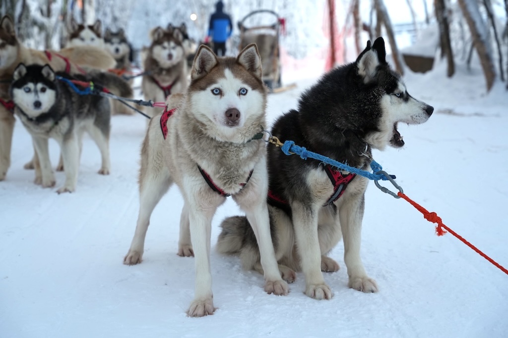 Husky team ready for a sled ride in the snow