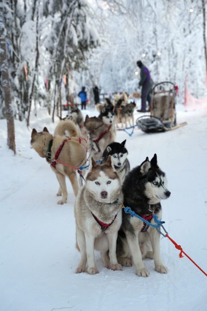Huskies in harness on a snowy trail