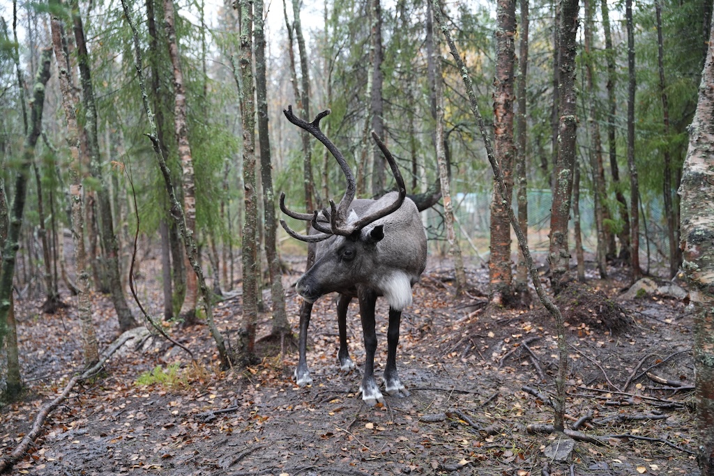 A reindeer among birch trees without snow