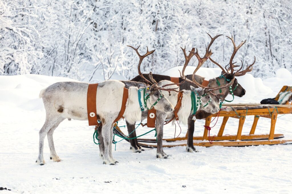 Reindeer harnessed to wooden sleds in winter