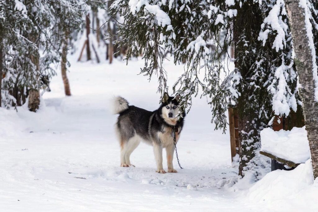 Husky beneath a snow-covered fir tree