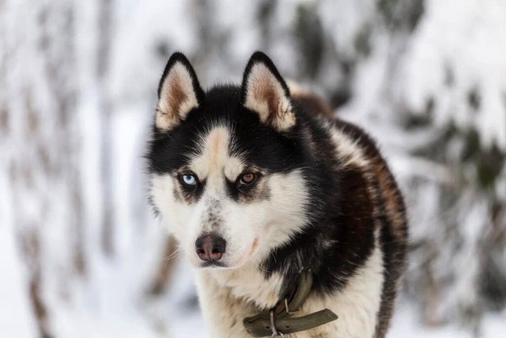 Husky portrait in a snow-covered forest
