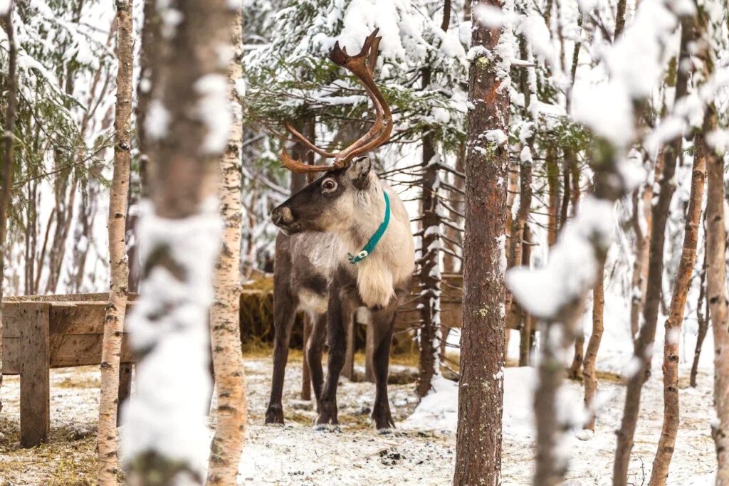Reindeer with branching antlers among snowy trees
