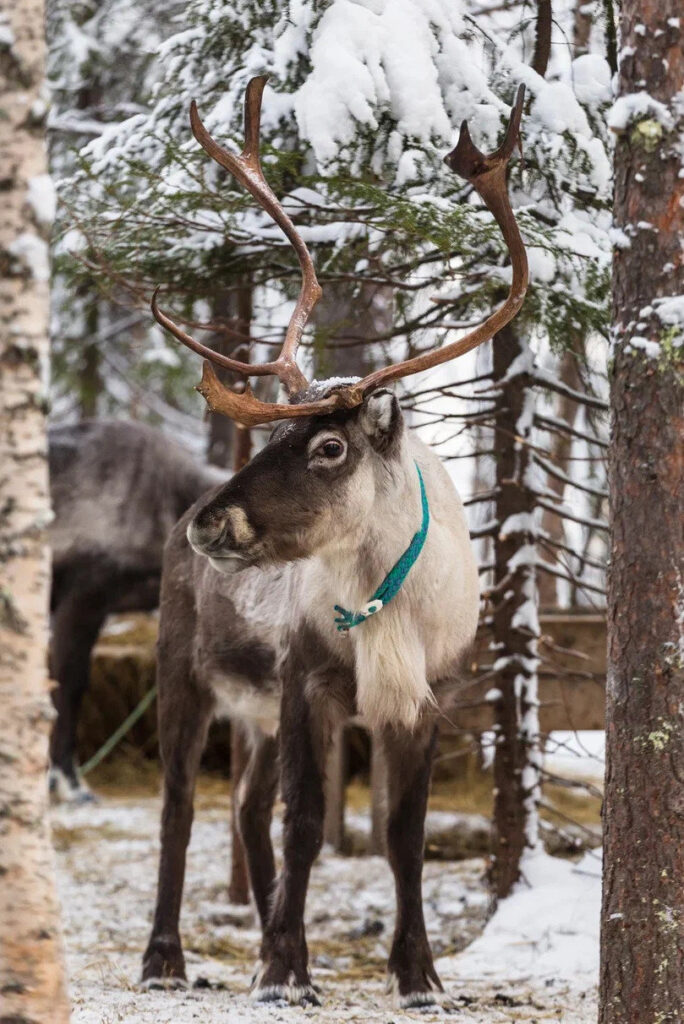 Reindeer among snow-covered trees