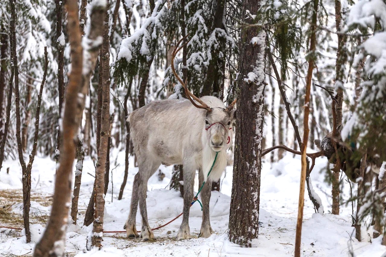 A white reindeer among snow-covered trees