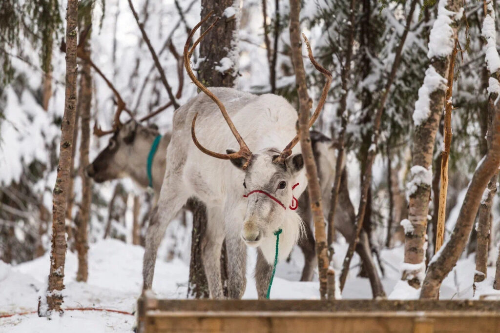 White reindeer at a feeder in the winter forest