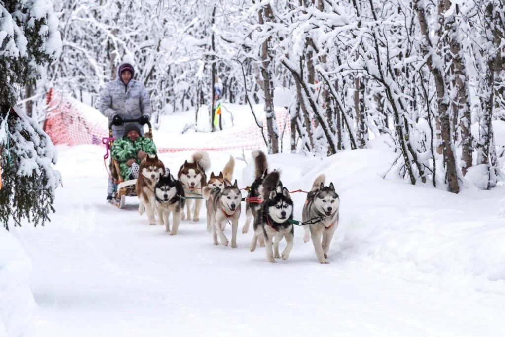 Husky team on a snowy forest trail