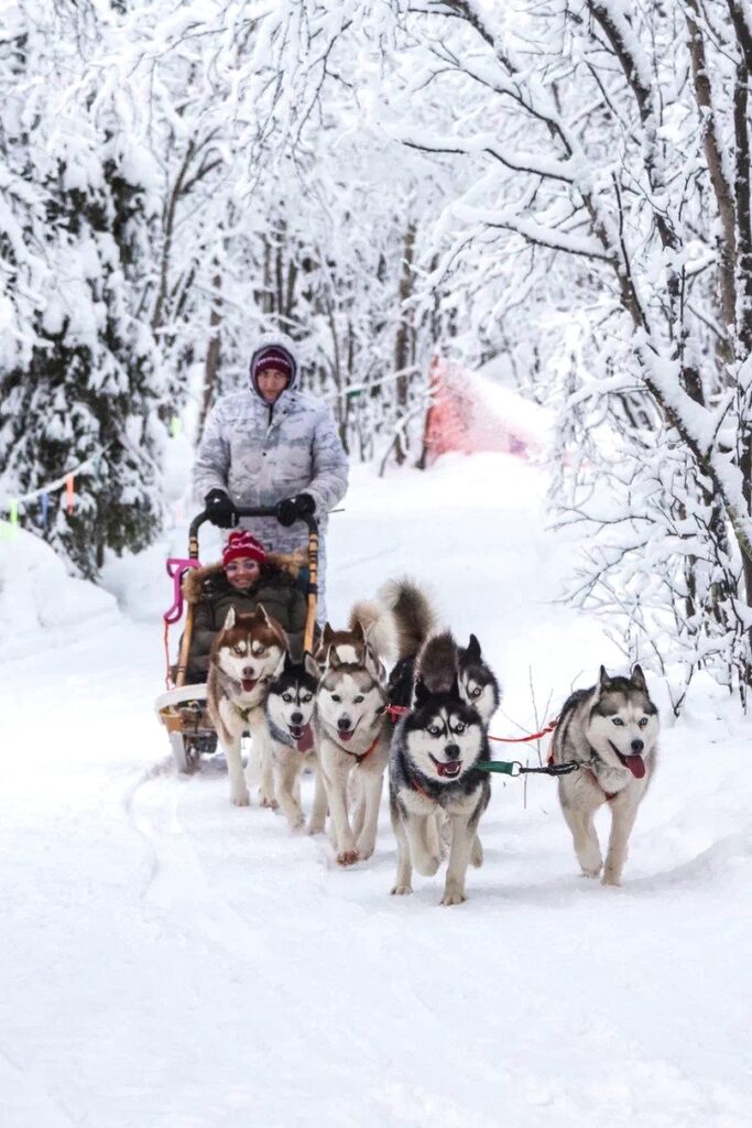Husky sled ride through snow