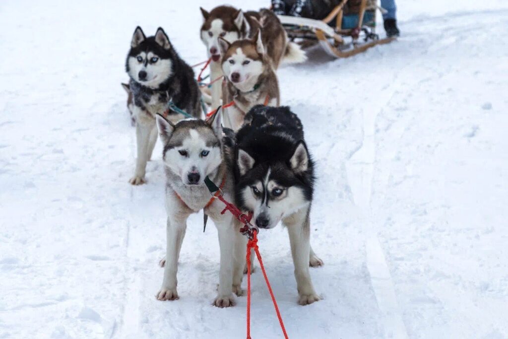 Huskies pulling a sled on a winter trail