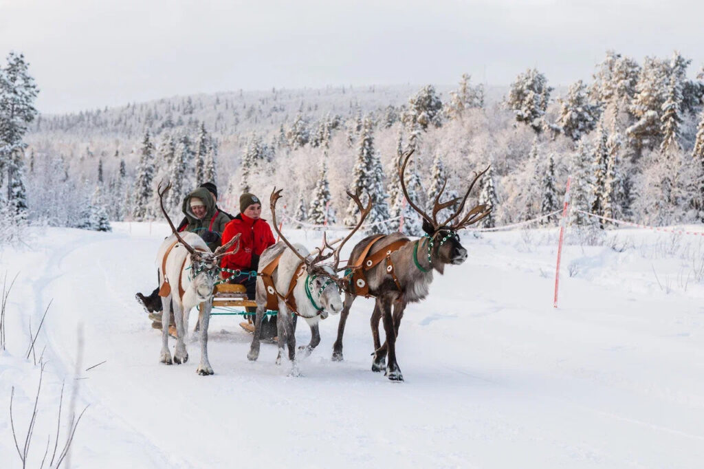 Reindeer sleigh ride through snow
