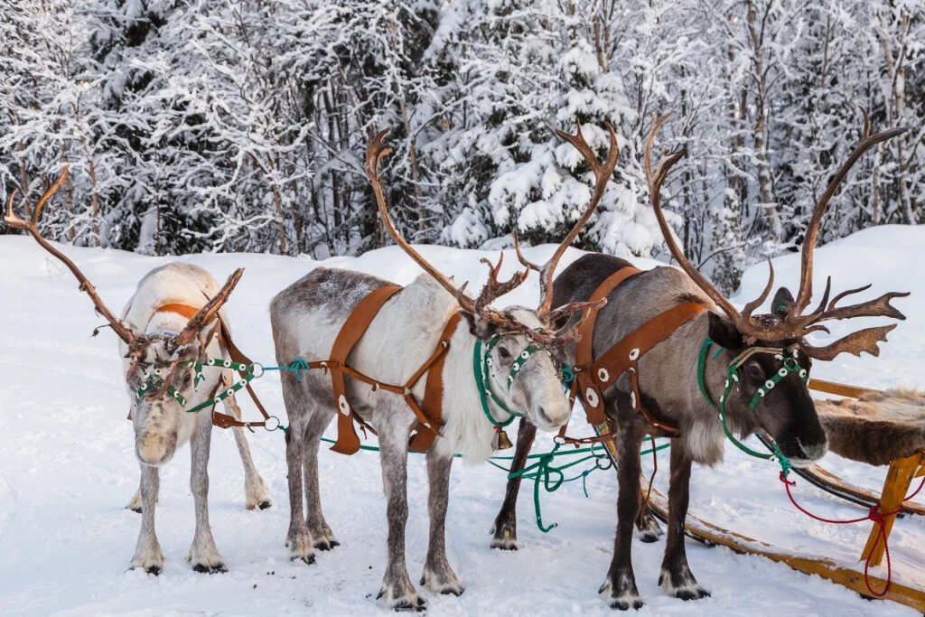 Reindeer and a sleigh among snowy fir trees
