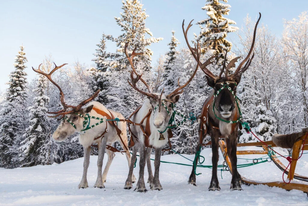 Reindeer and wooden sleds in a snowy forest