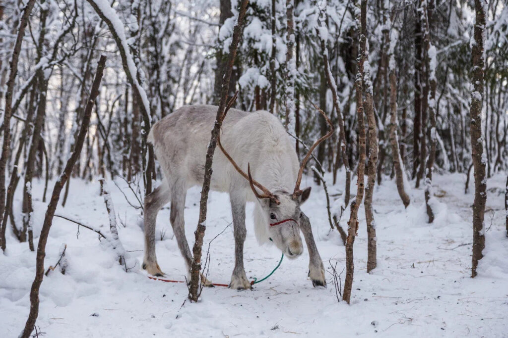 White reindeer standing in the snow