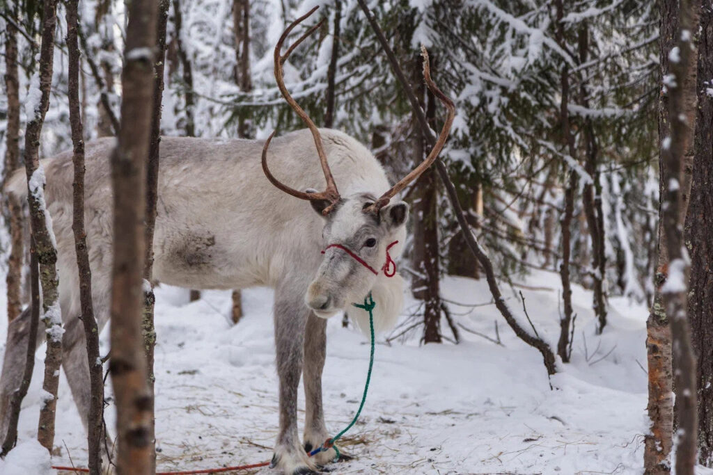 Reindeer standing among snowy trees