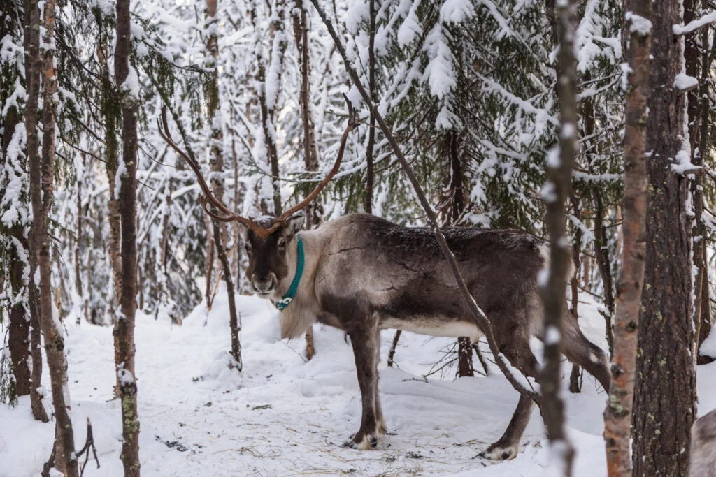 Reindeer in a snowy forest