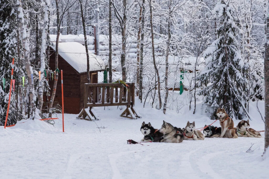 Husky team beside a wooden cabin in winter